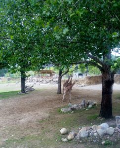 Giraffe, Ostrich, & Rhino Habitat