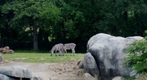 Grevy's Zebra