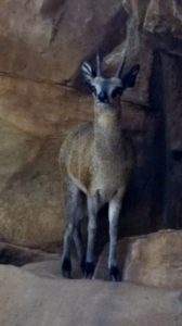 Klipspringer Desert Dome