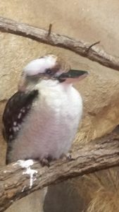 Laughing Kookaburra Desert Dome