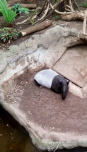 Malayan Tapir Lied Jungle