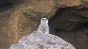 Meerkat Desert Dome