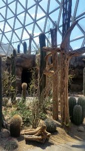 Sonoran Desert Desert Dome