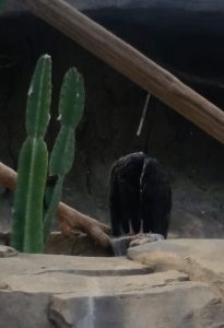 Turkey Vulture Desert Dome