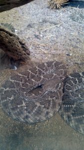 Western Diamond-back Rattlesnake