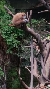 White-handed Gibbon Lied Jungle