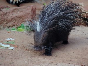 African Crested Porcupine