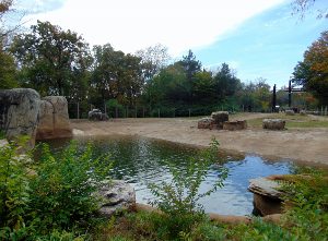 African Elephant Watering Hole