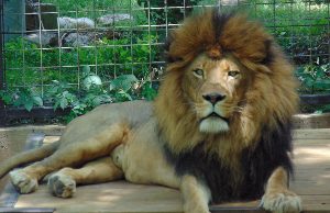 African Lion