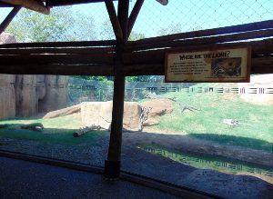 African Lion Habitat Viewing