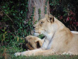 African Lioness