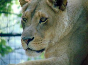 African Lioness