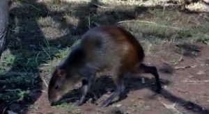 Agouti