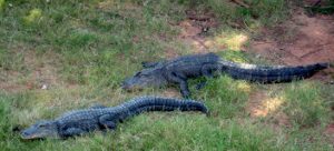 American Alligators