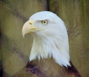 American Bald Eagle