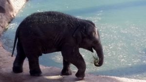 Asian Elephant