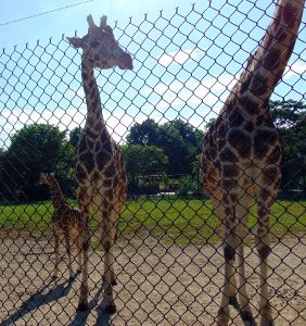 Giraffe Azizi (baby) Mellie (Mom) & Aunt