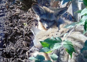 Bat-eared Fox