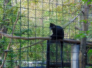 Black Mangabey