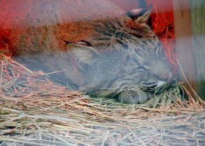 Bobcat