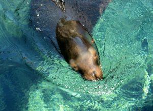 Sea Lion