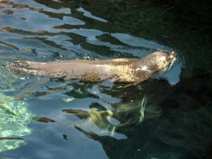 Sea Lion