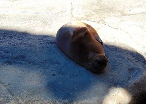 Sea Lion