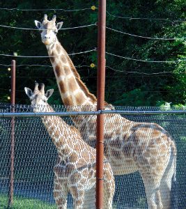 Clemintine & Mom Giraffe