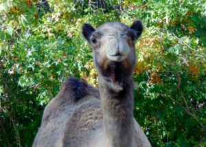 Dromedary Camel