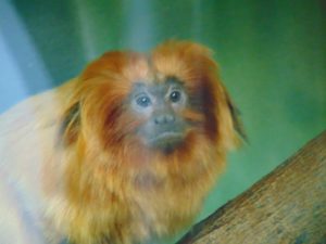 Golden Lion Tamarin