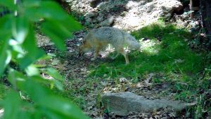 Grey Fox