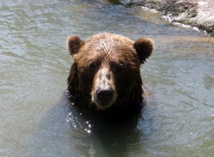 Grizzly Bear