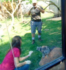 Joey Powell & Keeper Matt with Ring-tail Lemur & Baby