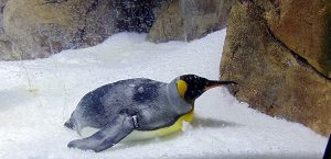 King Penguin