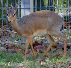 Kirk's Dik-Dik