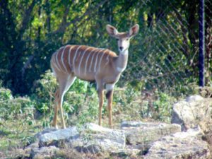 Lesser Kudu