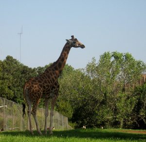 Maasai Giraffe