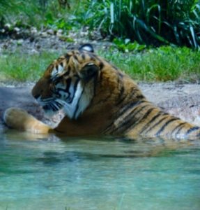 Malayan Tiger