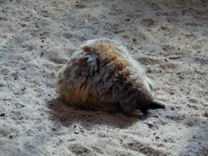 Meerkat Faceplant