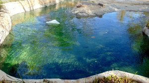 Nile River Hippo Habitat