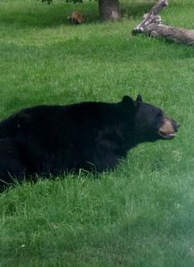 North American Black Bear