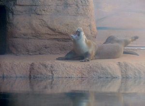 North American River Otter