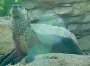 North American River Otter