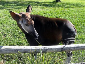 Okapi