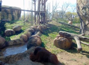 Orangutan Habitat
