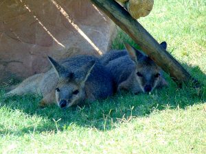 Parma Wallaby