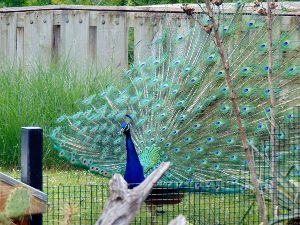 Peacock