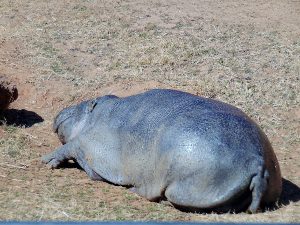 Pygmy Hippo