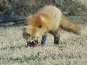 Red Fox