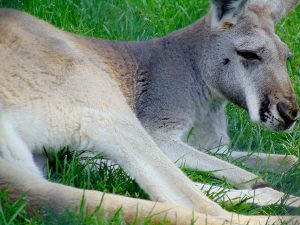 Red Kangaroo